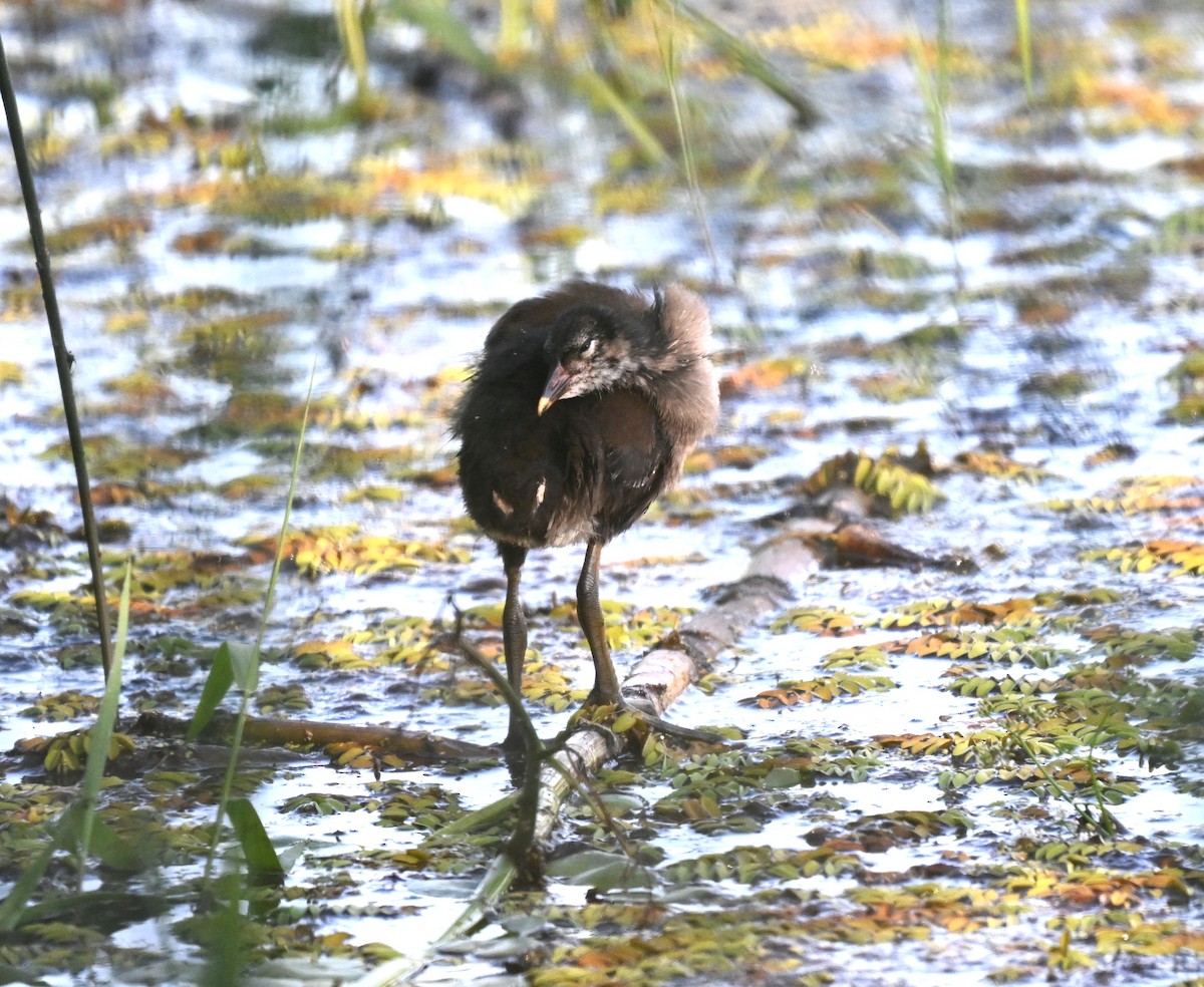 Sukılavuzu - ML646455466