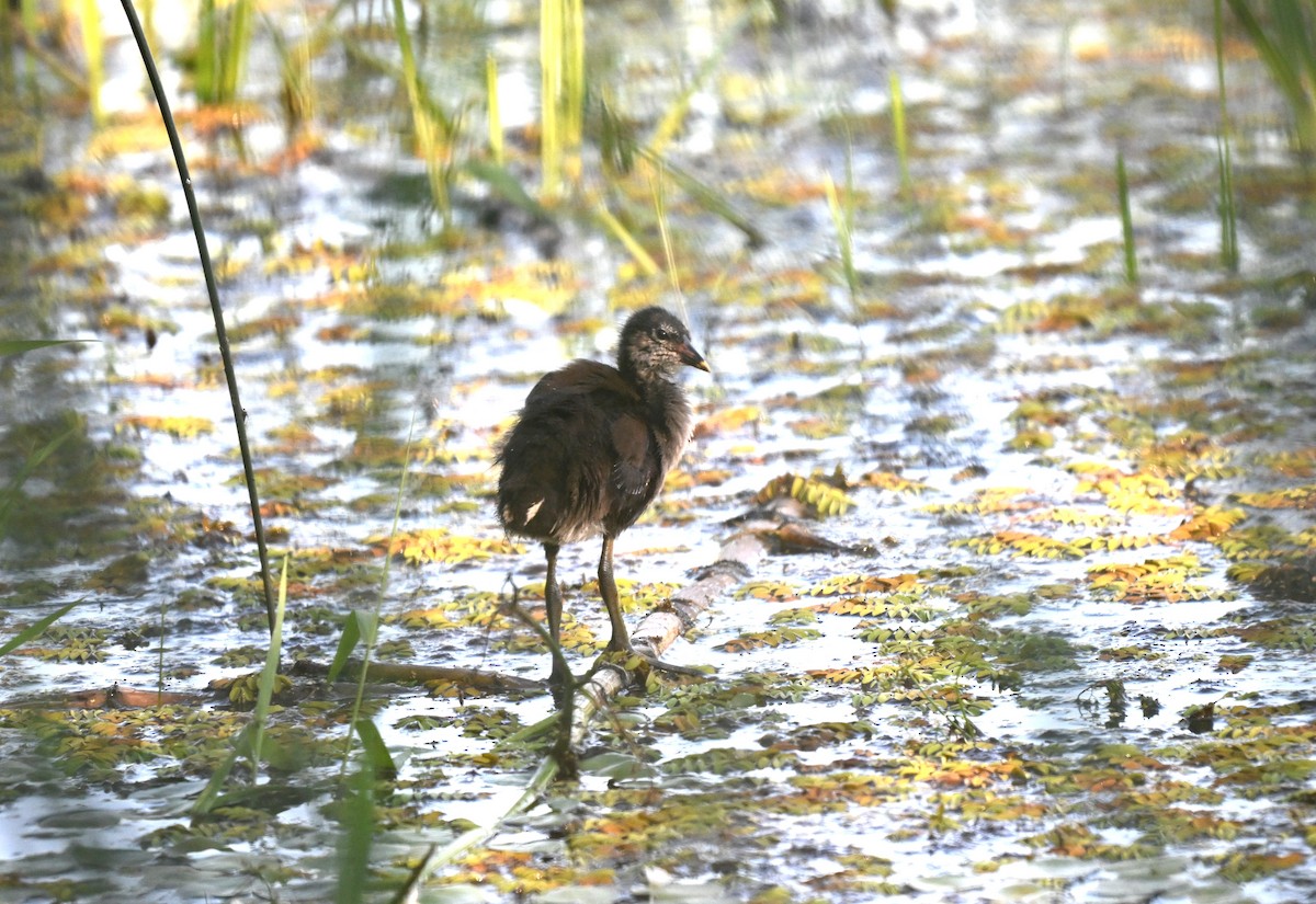 Sukılavuzu - ML646455467