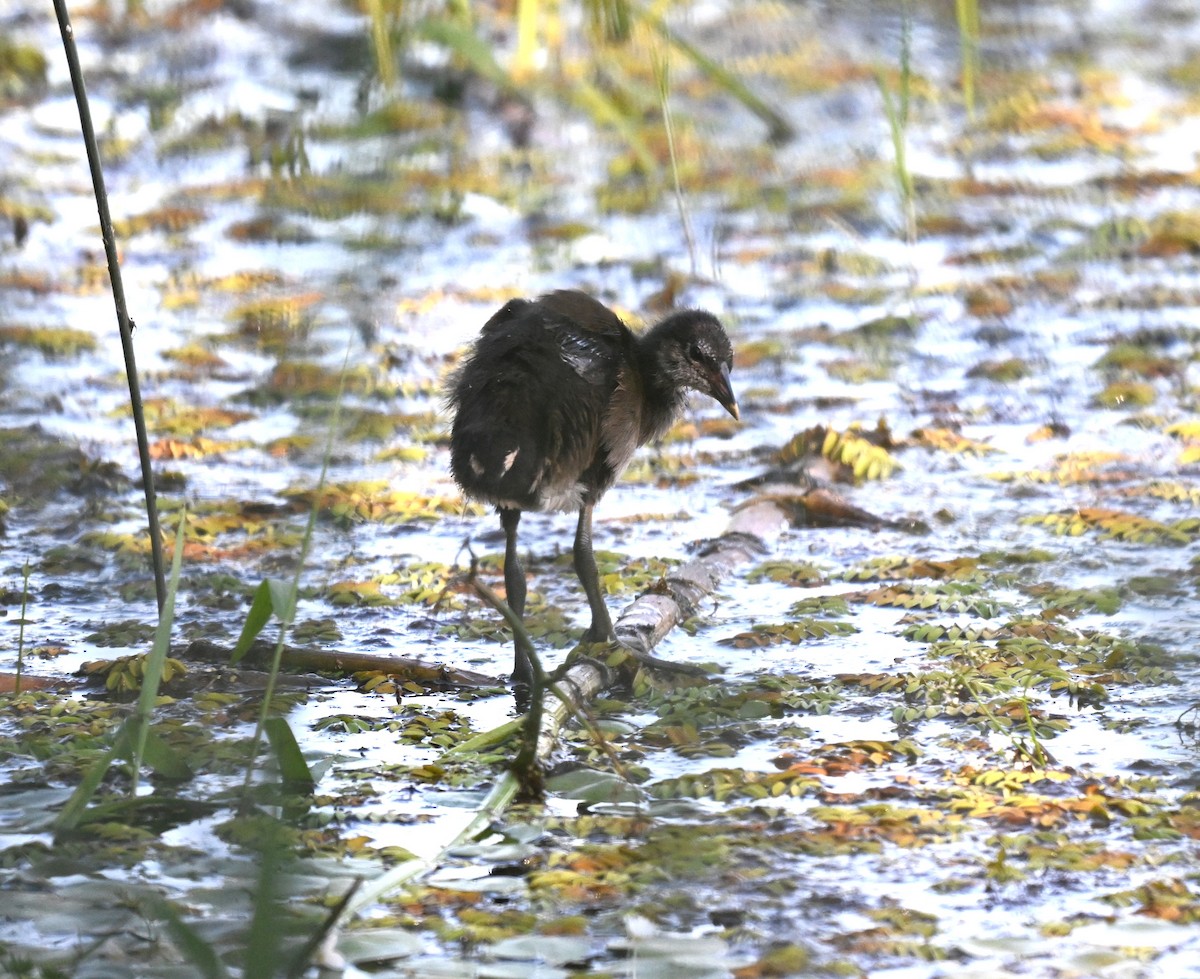 Sukılavuzu - ML646455468