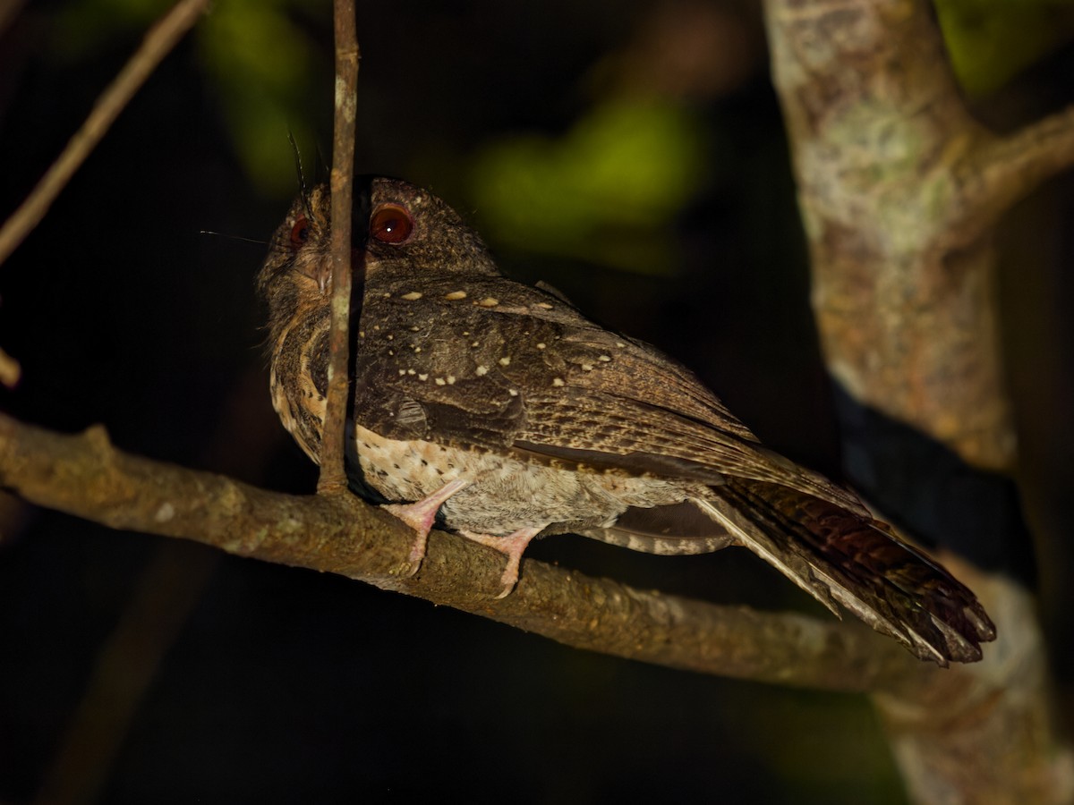 Moluccan Owlet-nightjar - ML646455469