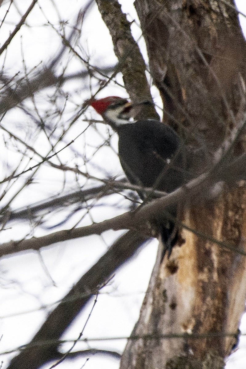 datel chocholatý - ML646455470