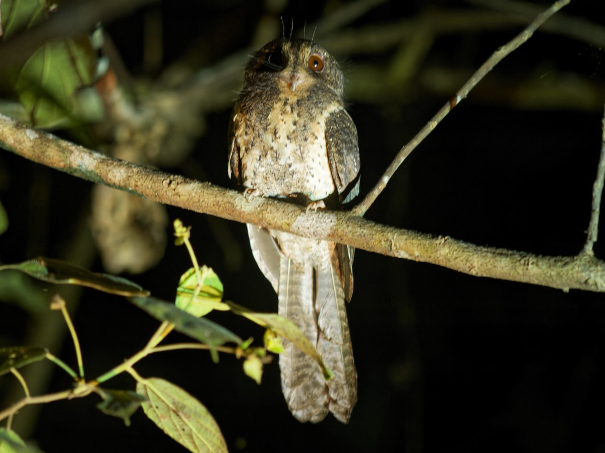 Moluccan Owlet-nightjar - ML646455471