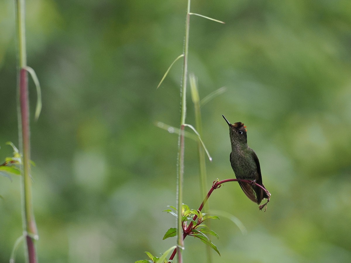 Чилийская диадема - ML646455475