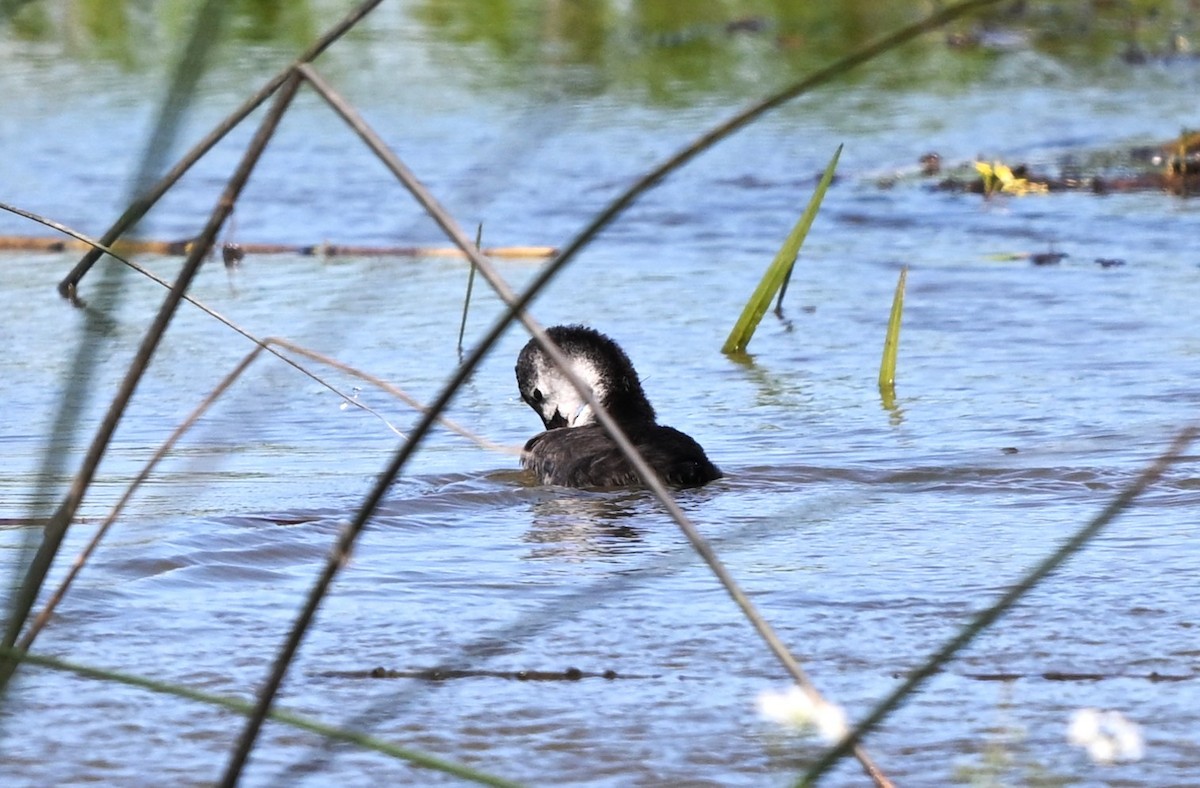 Sakarmeke - ML646455477