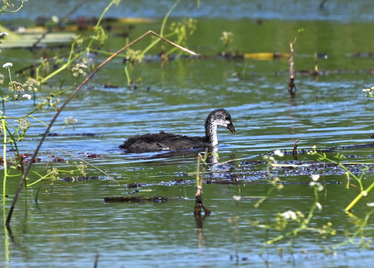 Sakarmeke - ML646455478