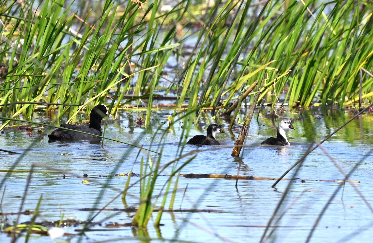 Sakarmeke - ML646455479