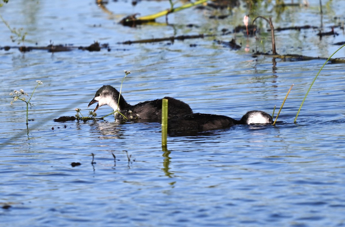 Sakarmeke - ML646455481