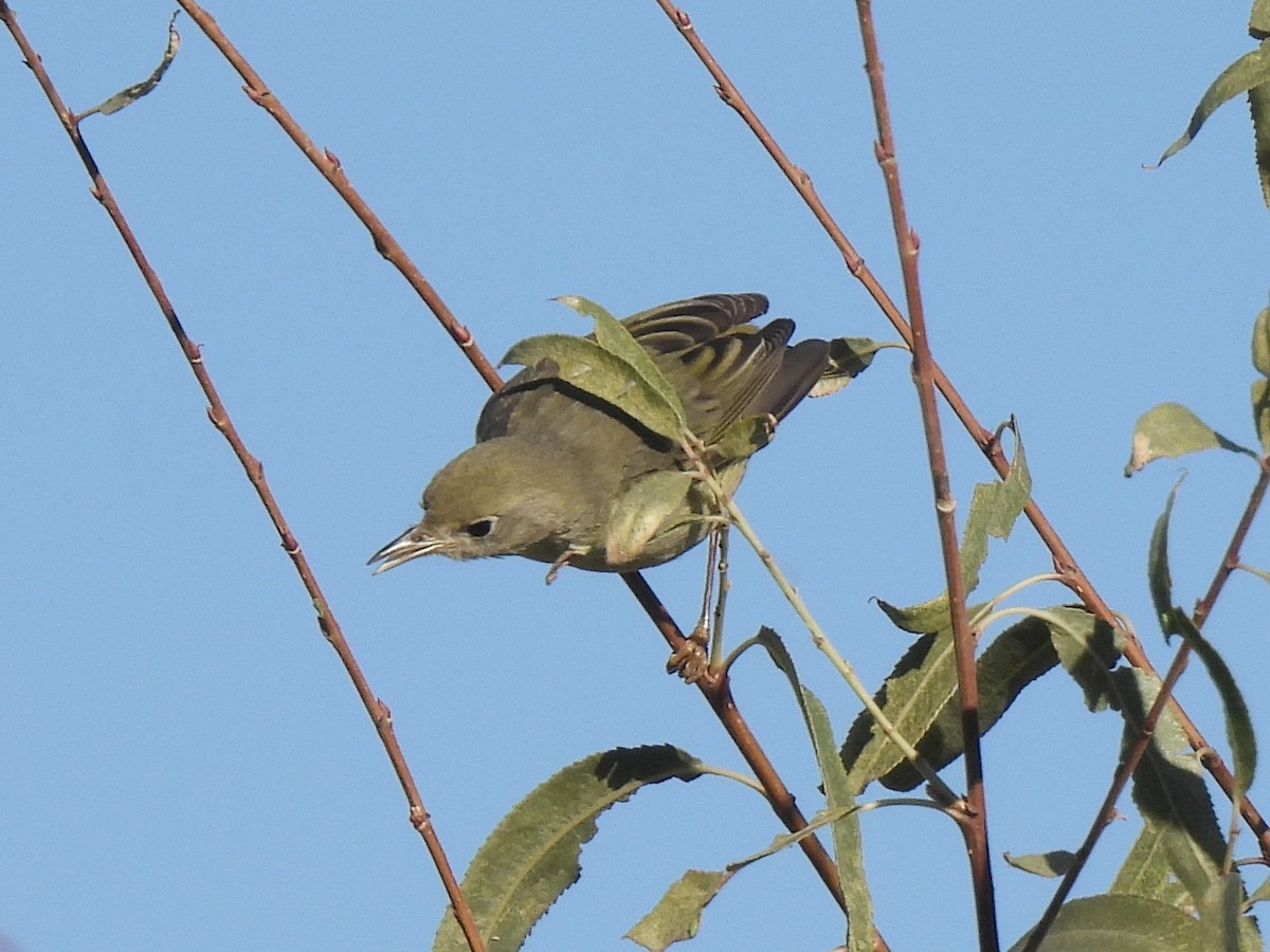 サメズアカアメリカムシクイ - ML646455487