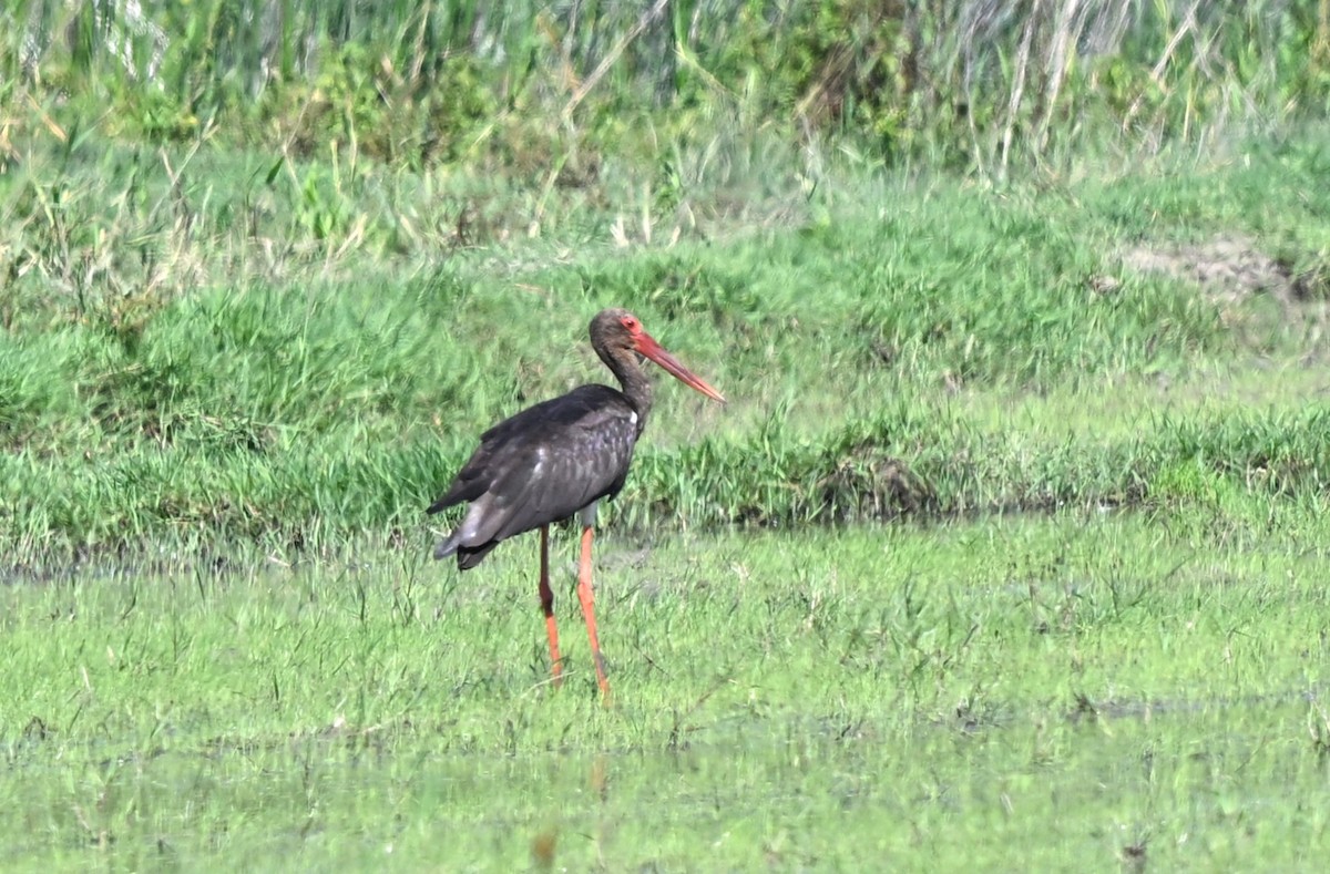 Kara Leylek - ML646455488