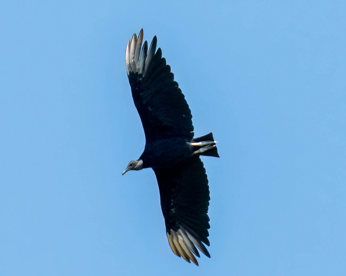 kondor havranovitý - ML646455490