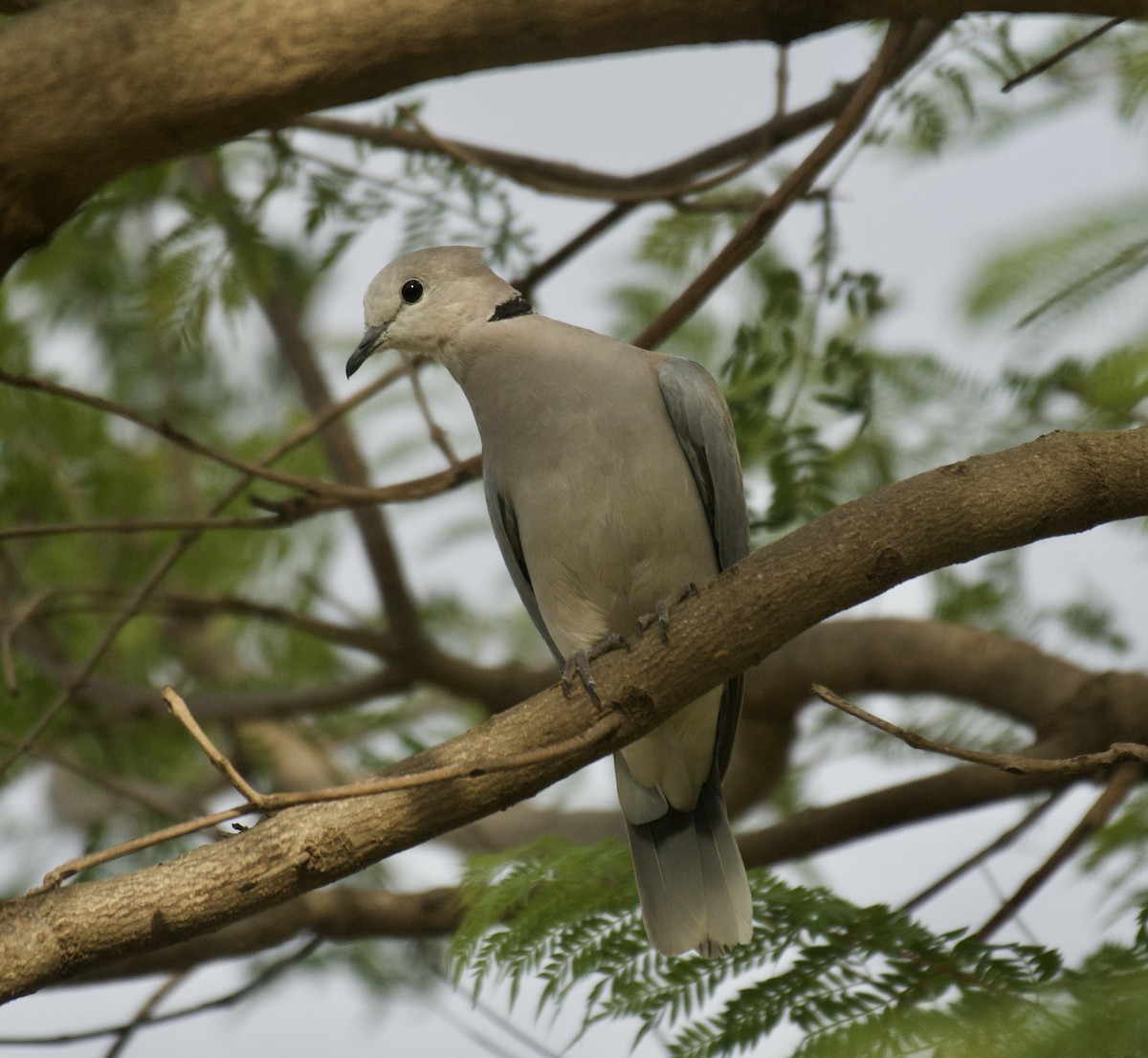 Ring-necked Dove - ML646455491