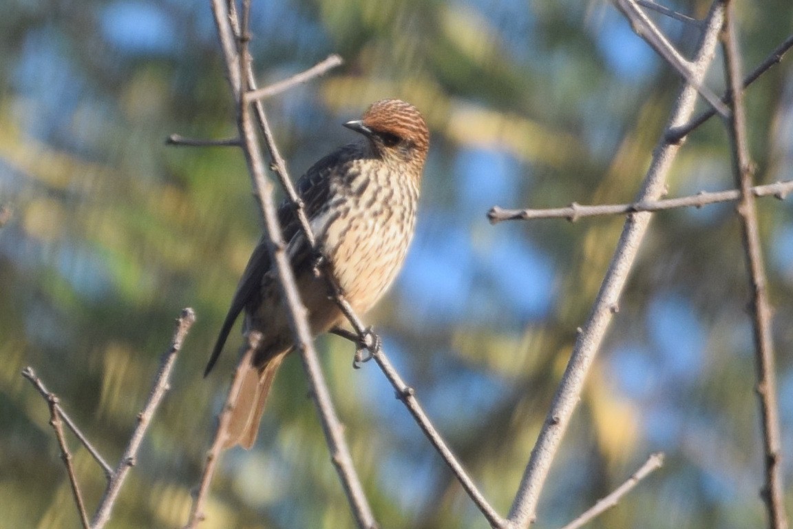 leskoptev bělobřichá - ML646455494