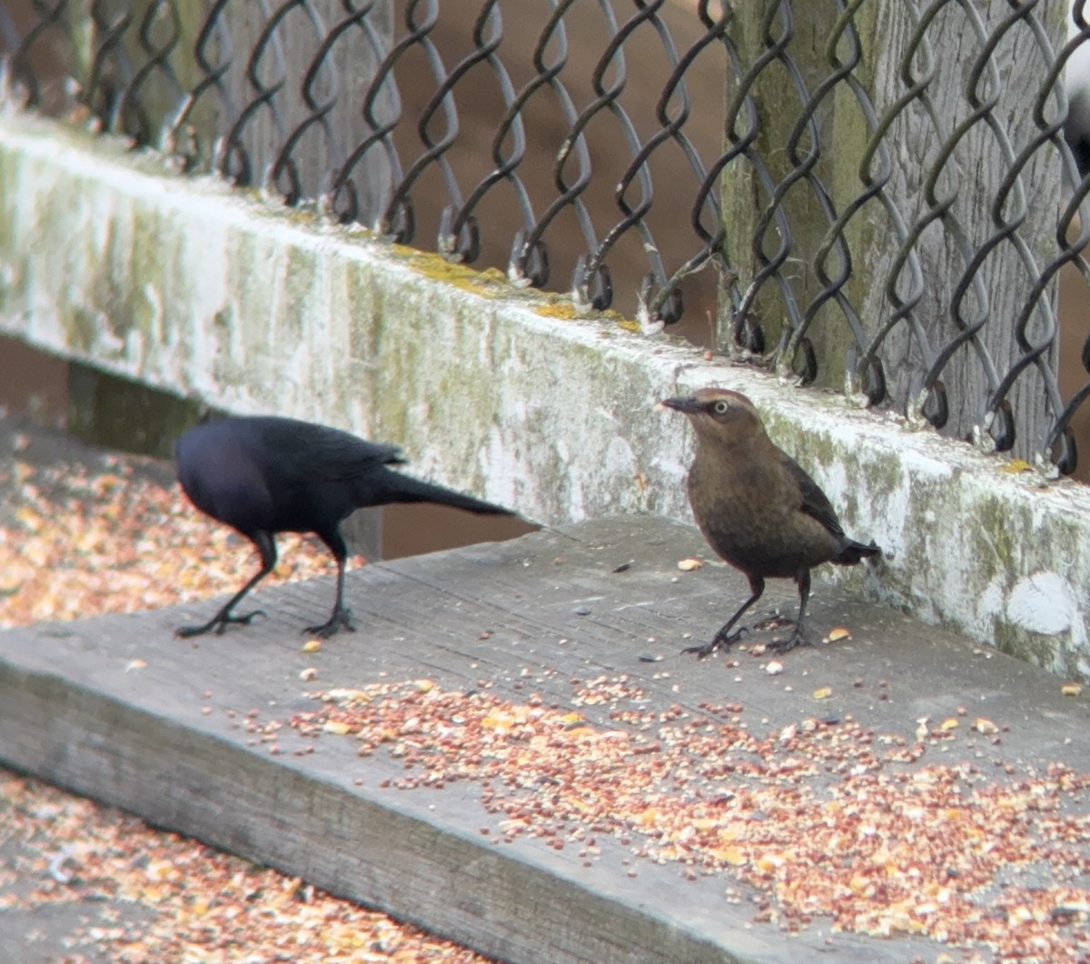 Rusty Blackbird - ML646455495
