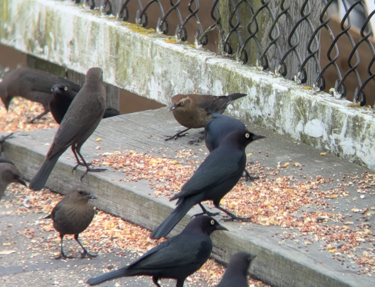 Rusty Blackbird - ML646455496