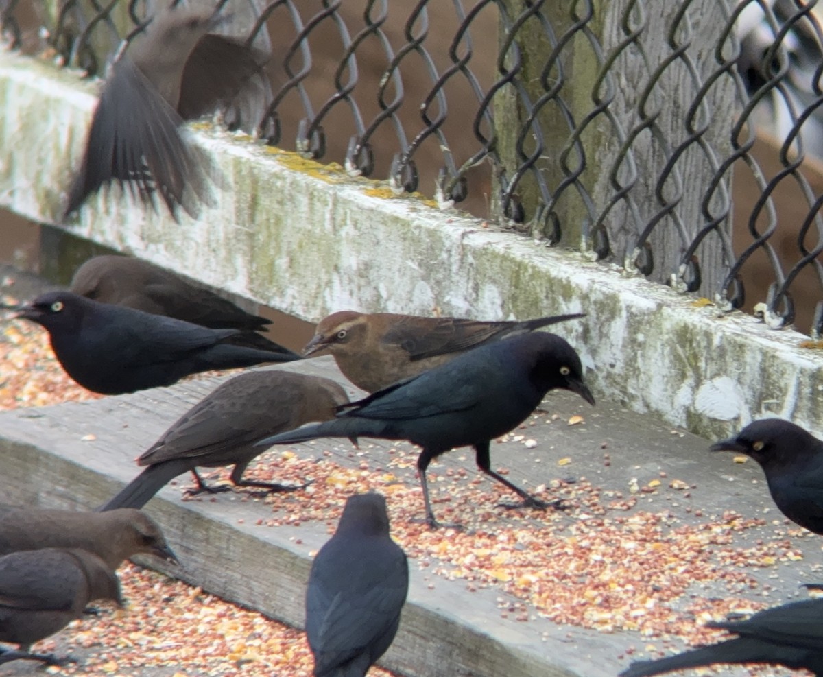 Rusty Blackbird - ML646455497