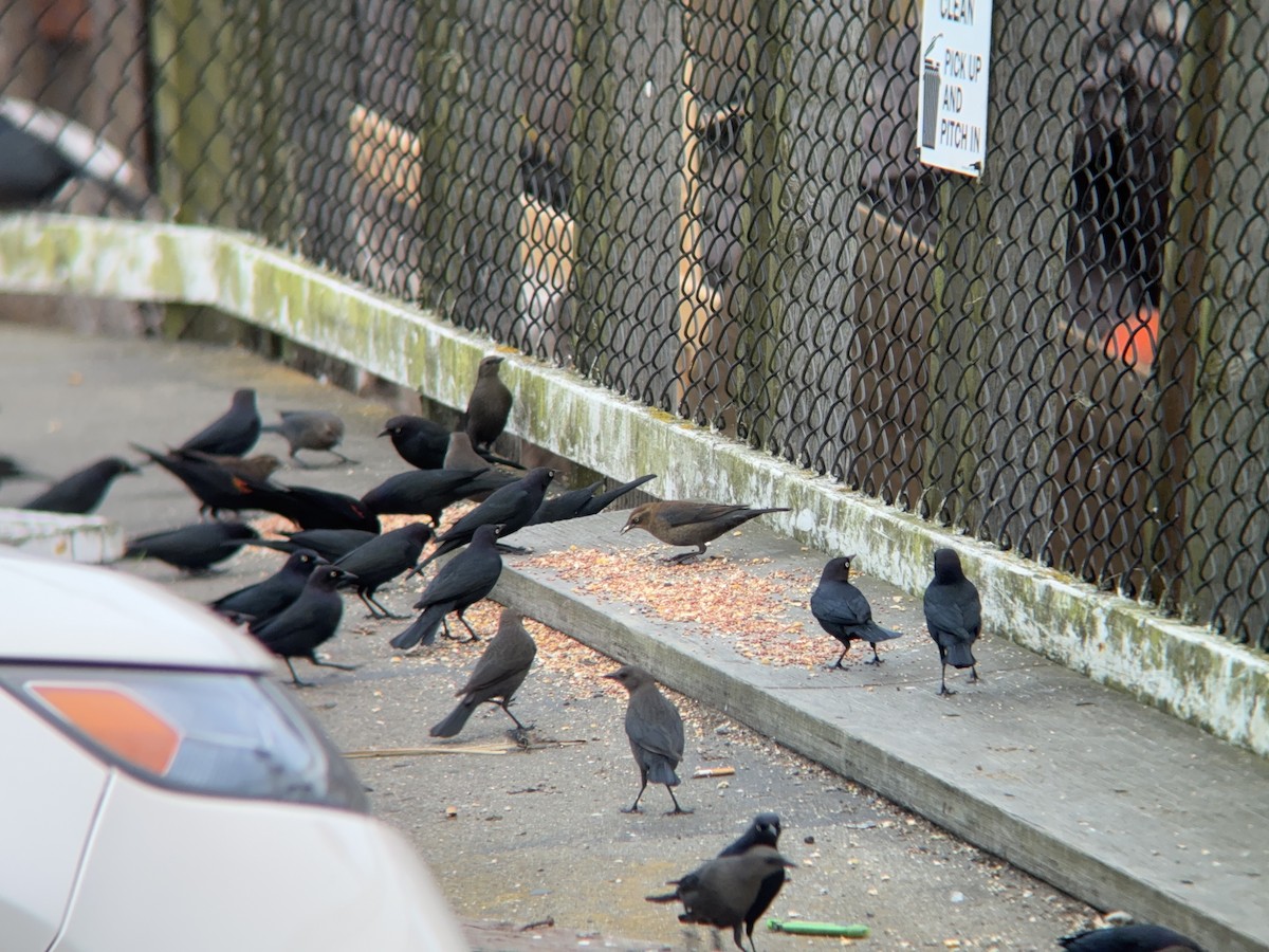 Rusty Blackbird - ML646455498