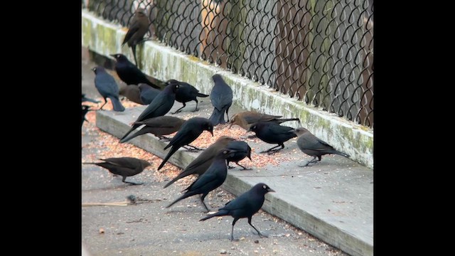 Rusty Blackbird - ML646455499
