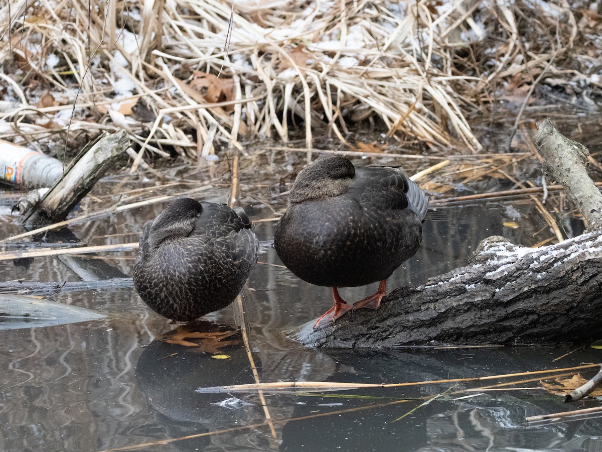 American Black Duck - ML646455500