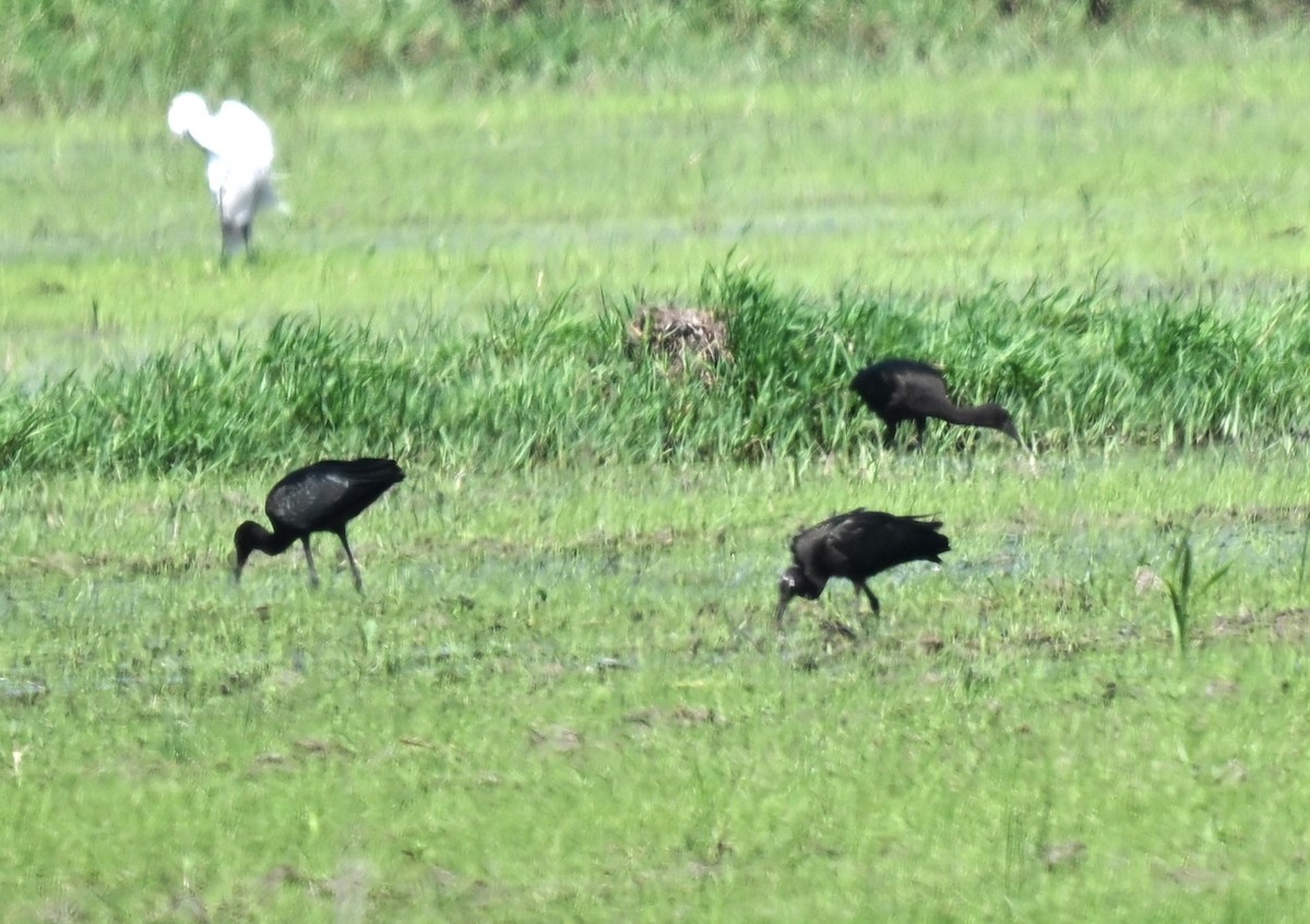 Çeltikçi - ML646455501