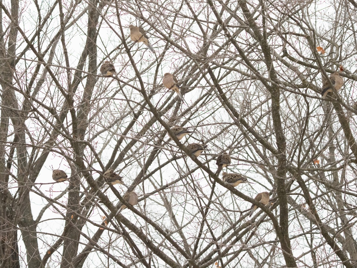 Mourning Dove - ML646455502