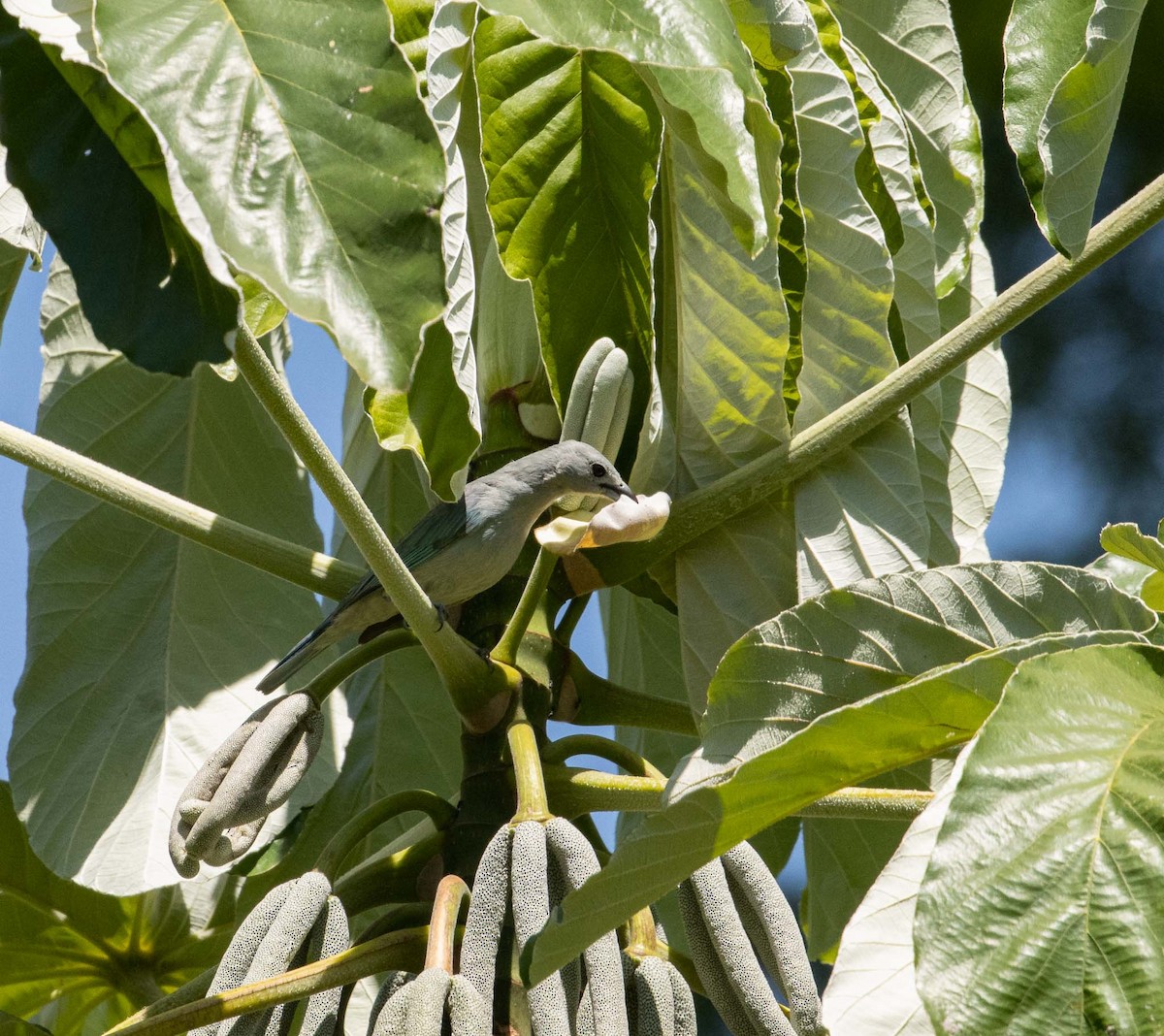 Sayaca Tanager - ML646455508