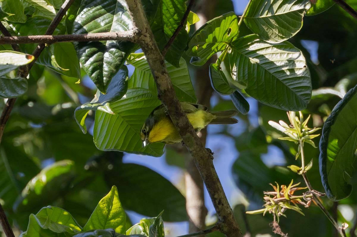 Slaty-capped Shrike-Vireo - ML646455509