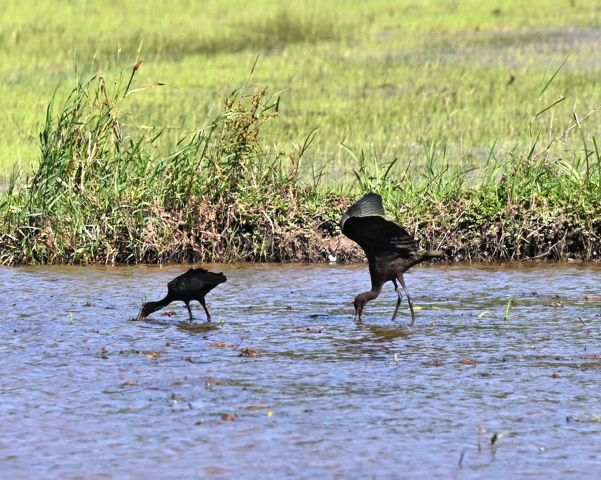 Çeltikçi - ML646455511