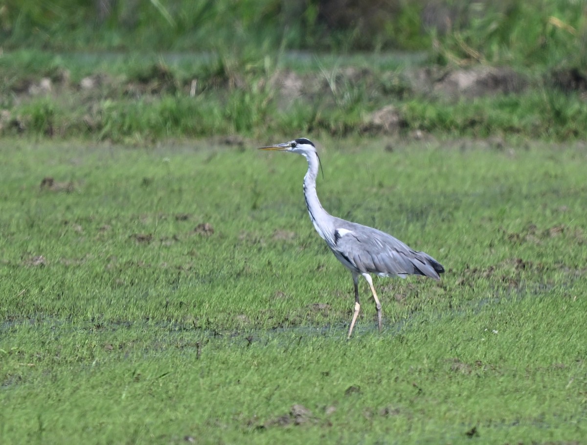 Gri Balıkçıl - ML646455515