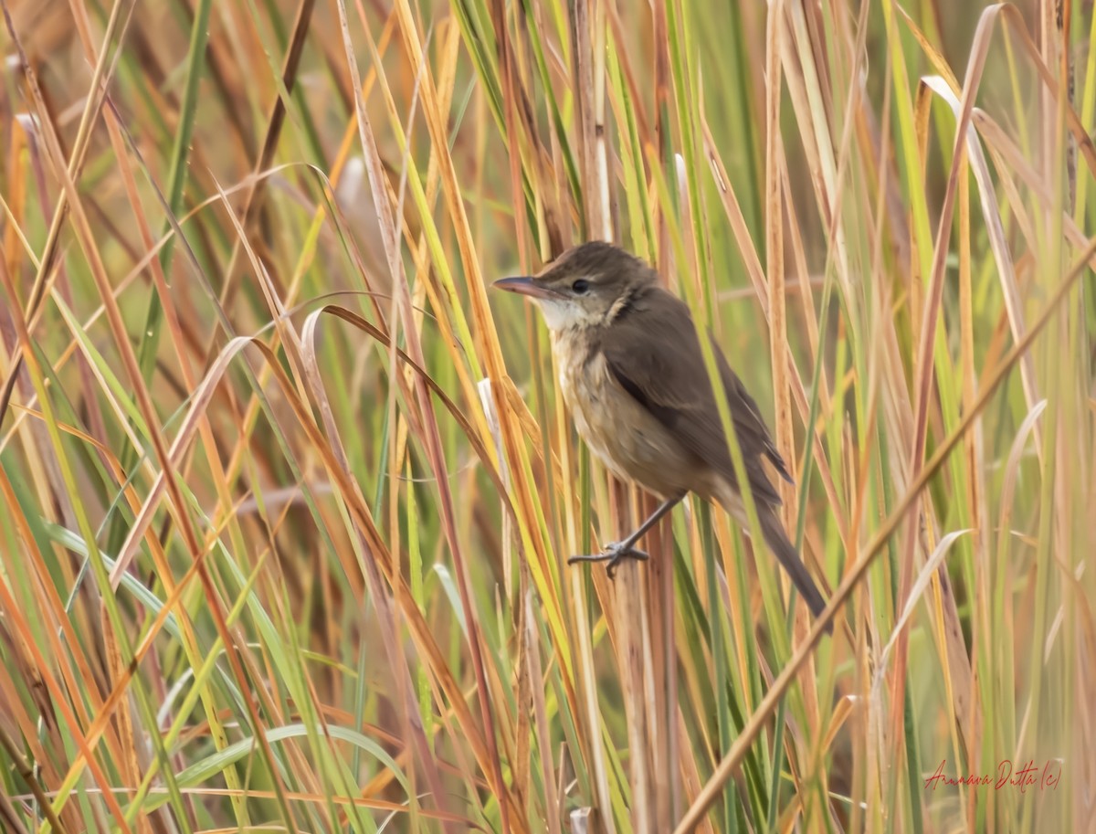 Clamorous Reed Warbler - ML646455520