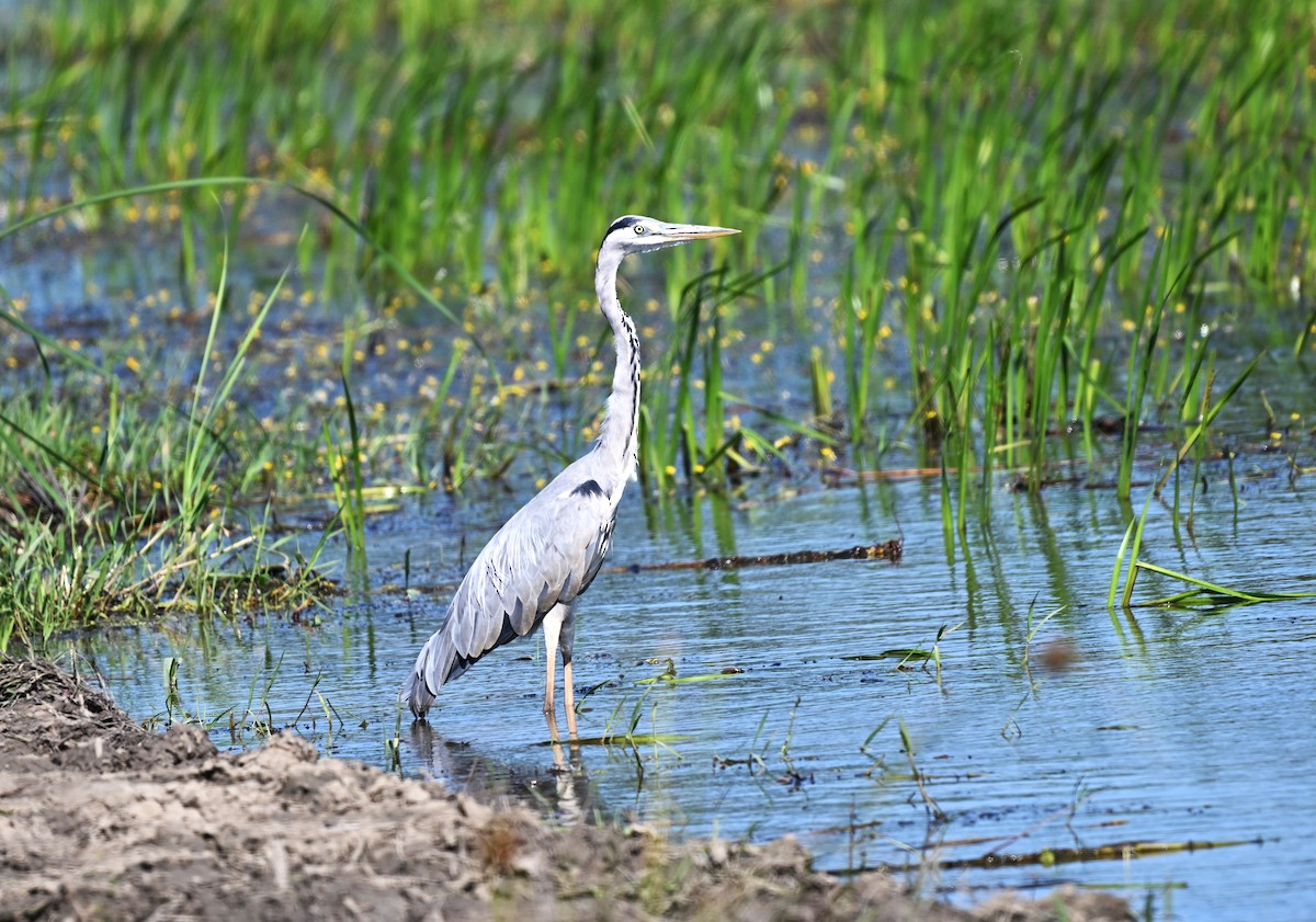 Gri Balıkçıl - ML646455522