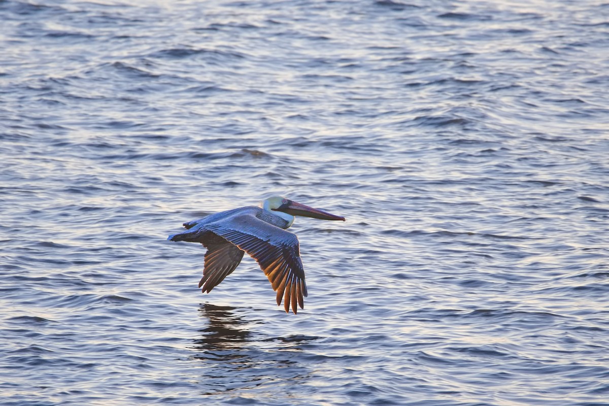 brunpelikan - ML646455523