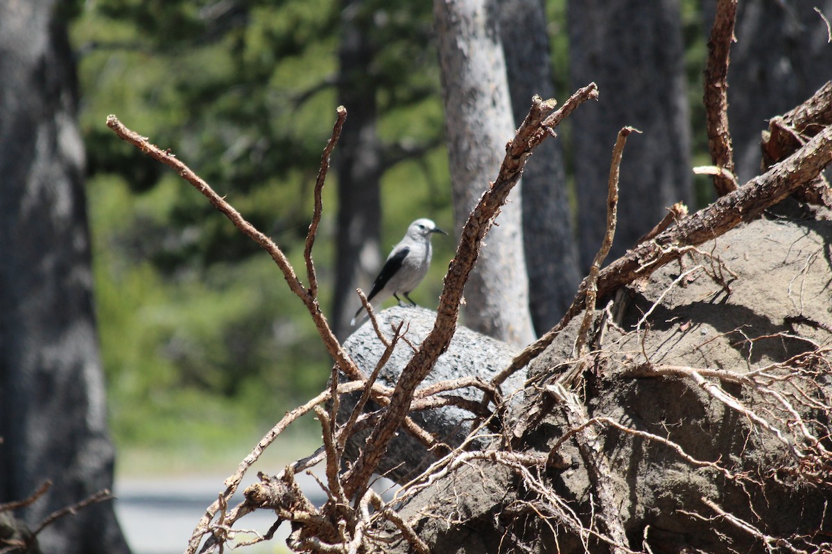 Clark's Nutcracker - ML646455527