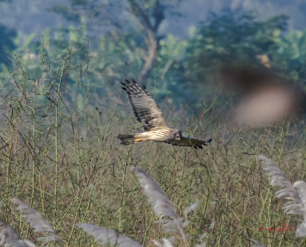 Pied Harrier - ML646455534