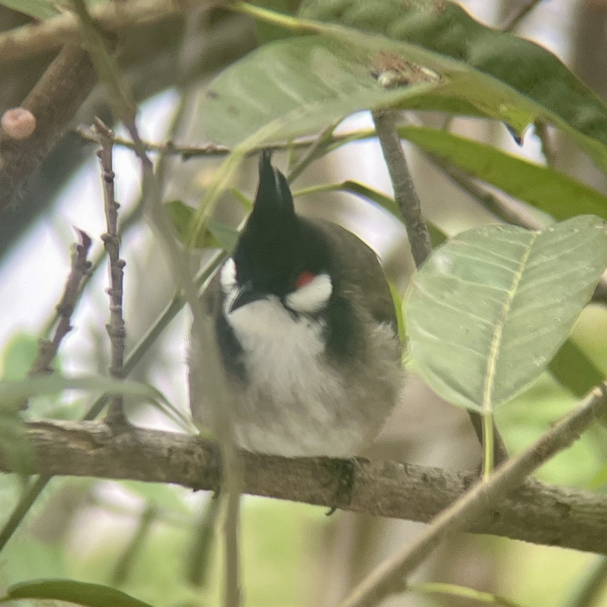 Red-whiskered Bulbul - ML646455535