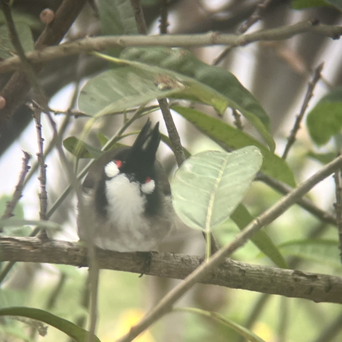 Red-whiskered Bulbul - ML646455537