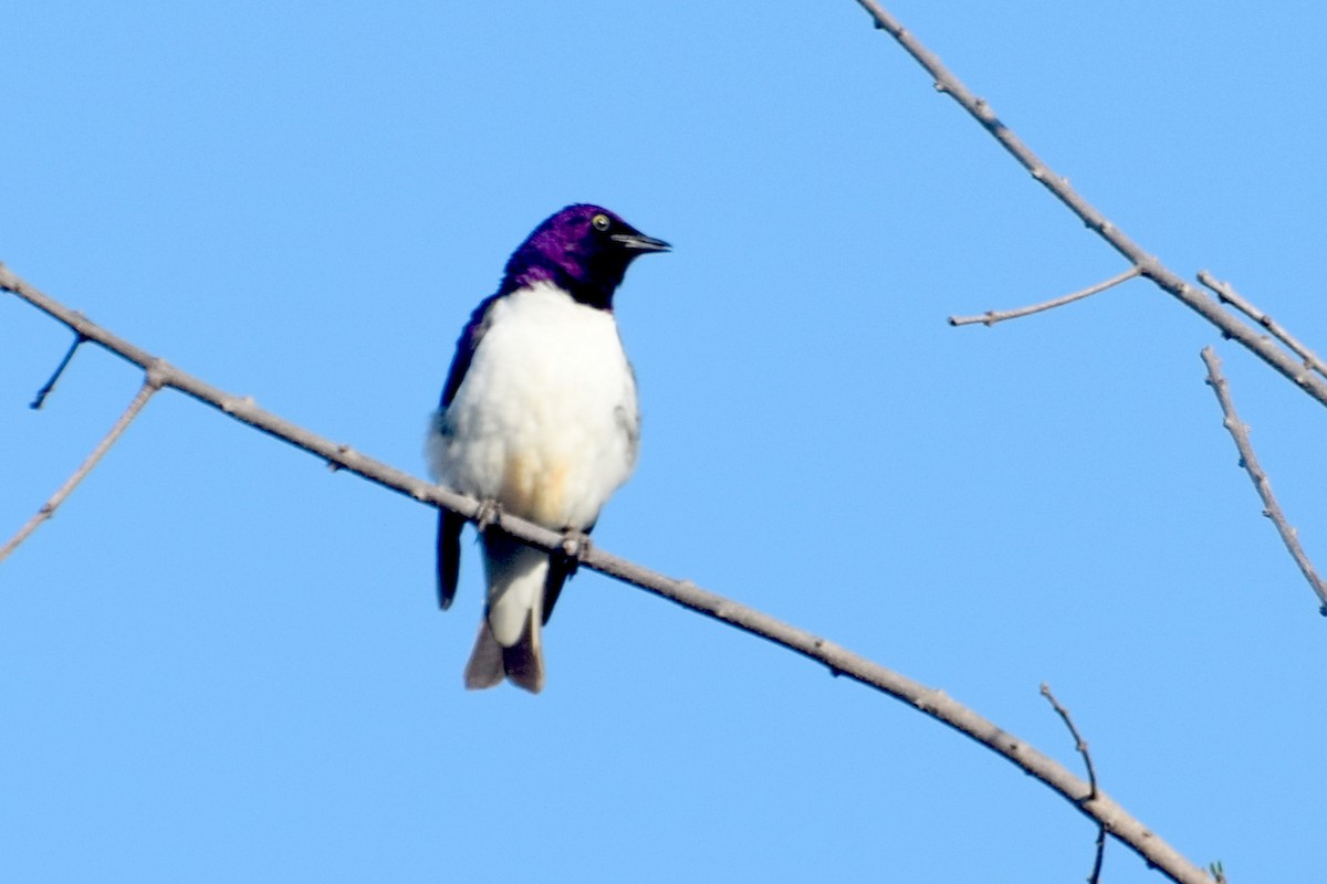 leskoptev bělobřichá - ML646455538