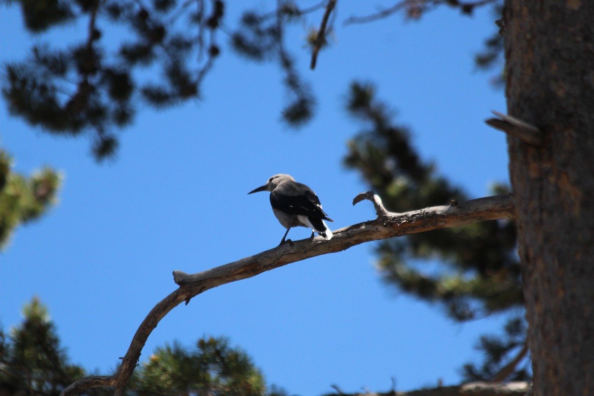 Clark's Nutcracker - ML646455543
