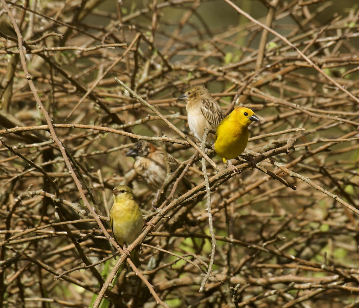 Taveta Golden-Weaver - ML646455547