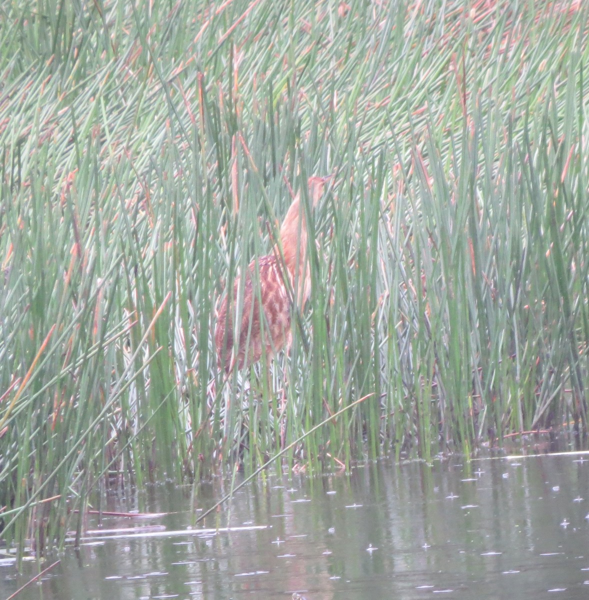 Amerika Balabanı - ML646455553