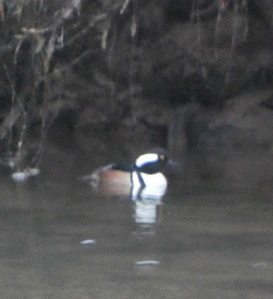 Hooded Merganser - ML646455554