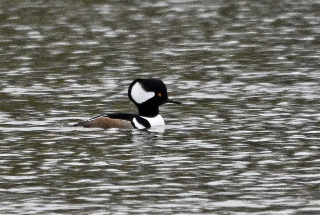 Hooded Merganser - ML646455556