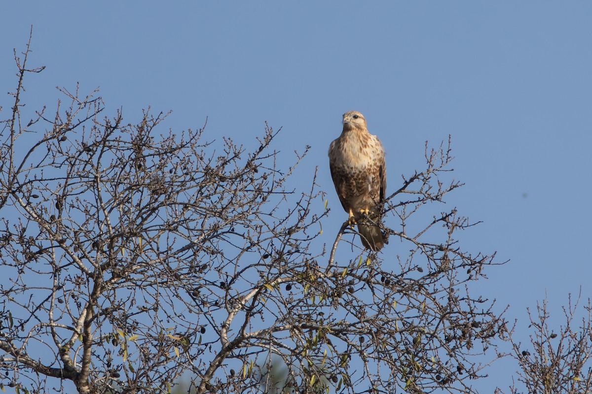 káně bělochvostá - ML646455560