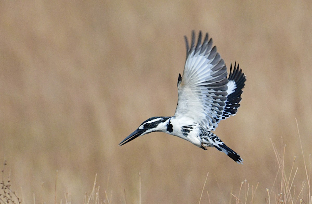 פרפור עקוד - ML646455561