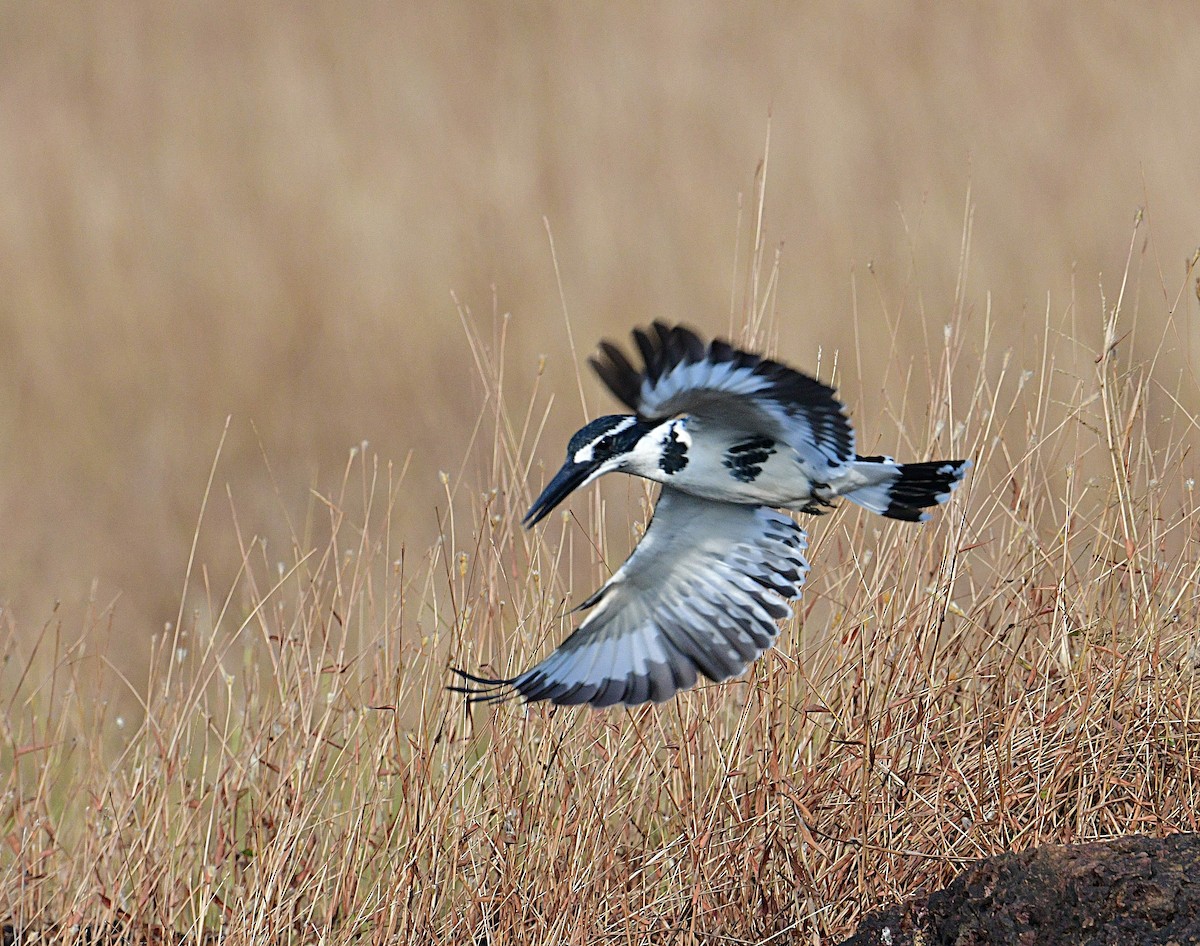 פרפור עקוד - ML646455562