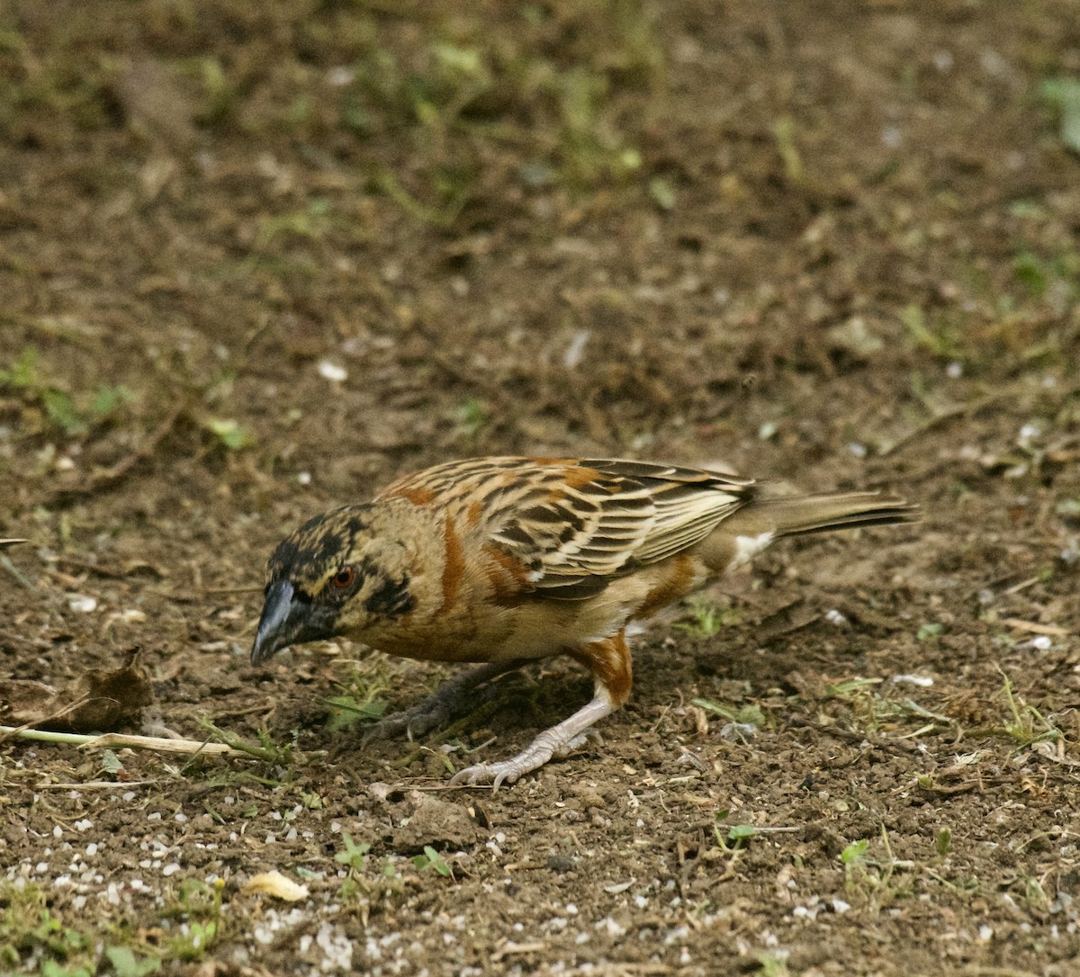 Chestnut Weaver - ML646455563