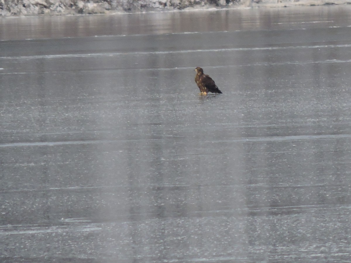 Pygargue à tête blanche - ML646455566