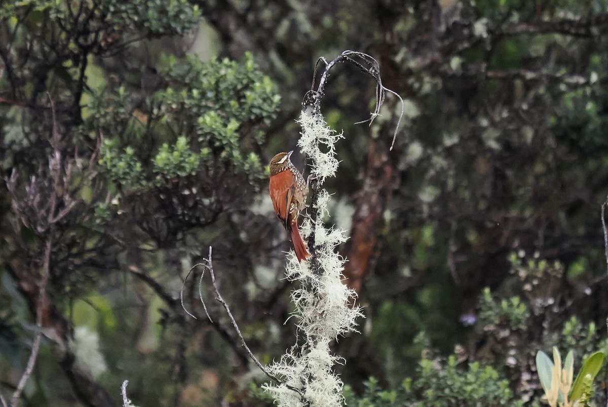 Pearled Treerunner - ML646455573