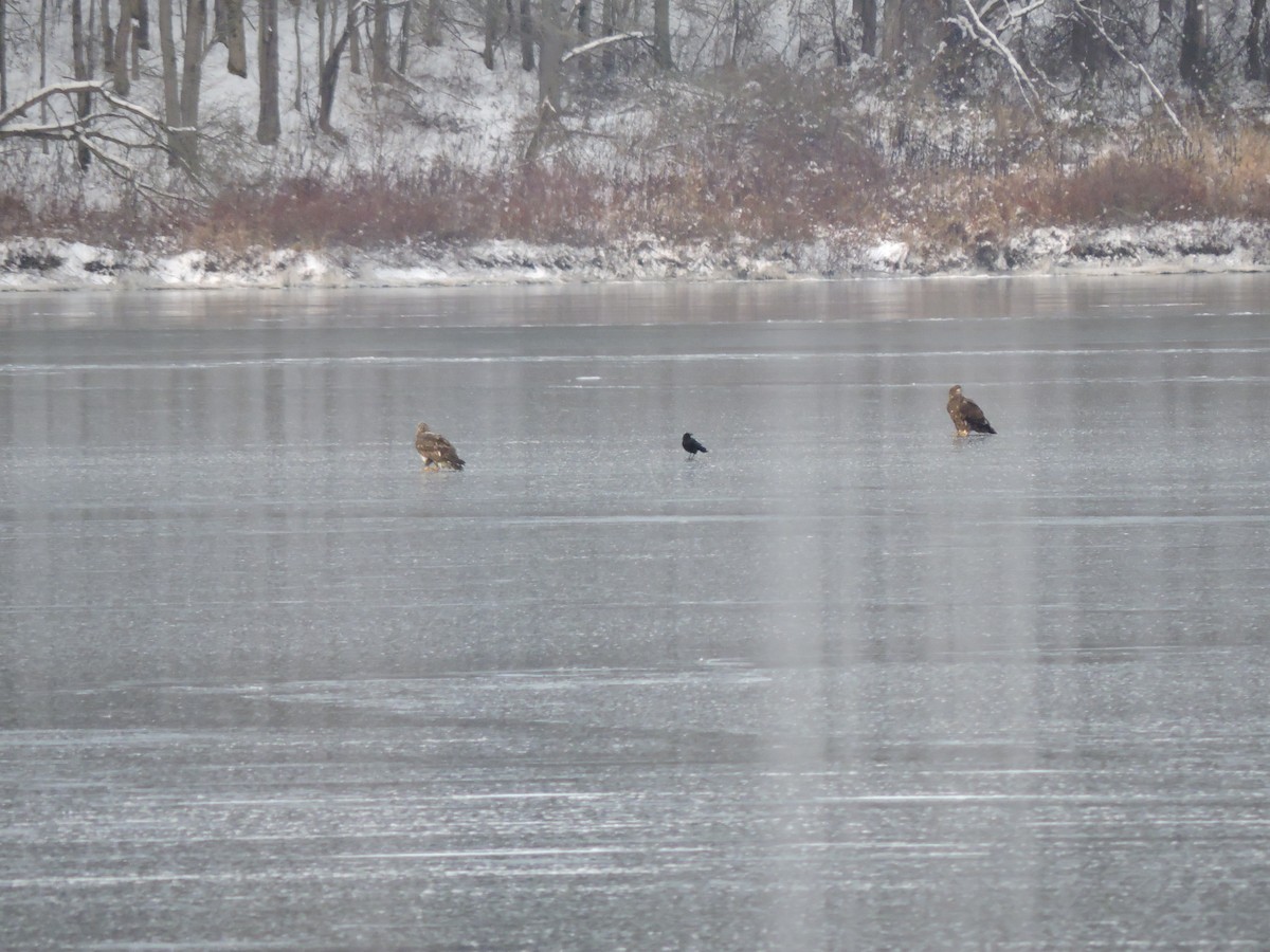 Pygargue à tête blanche - ML646455574