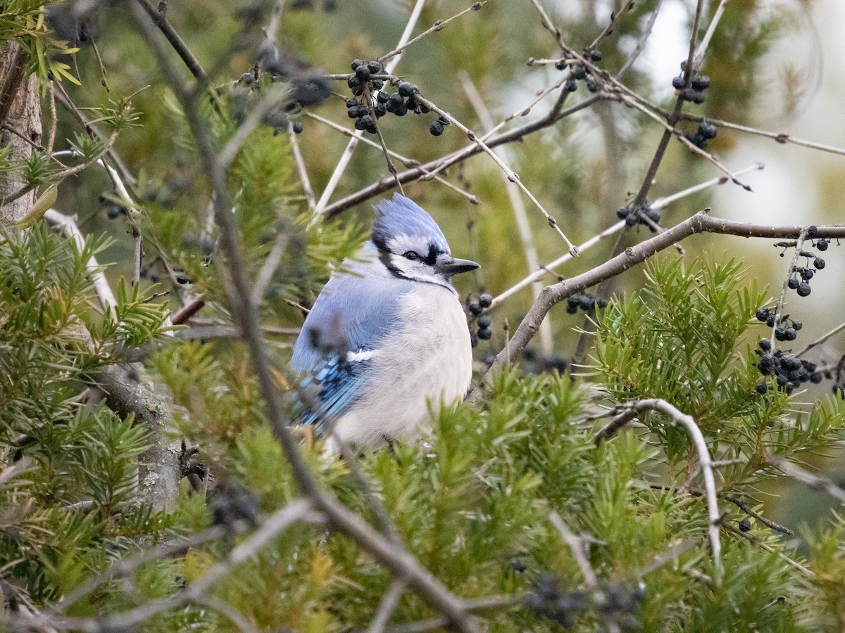 Blue Jay - ML646455576