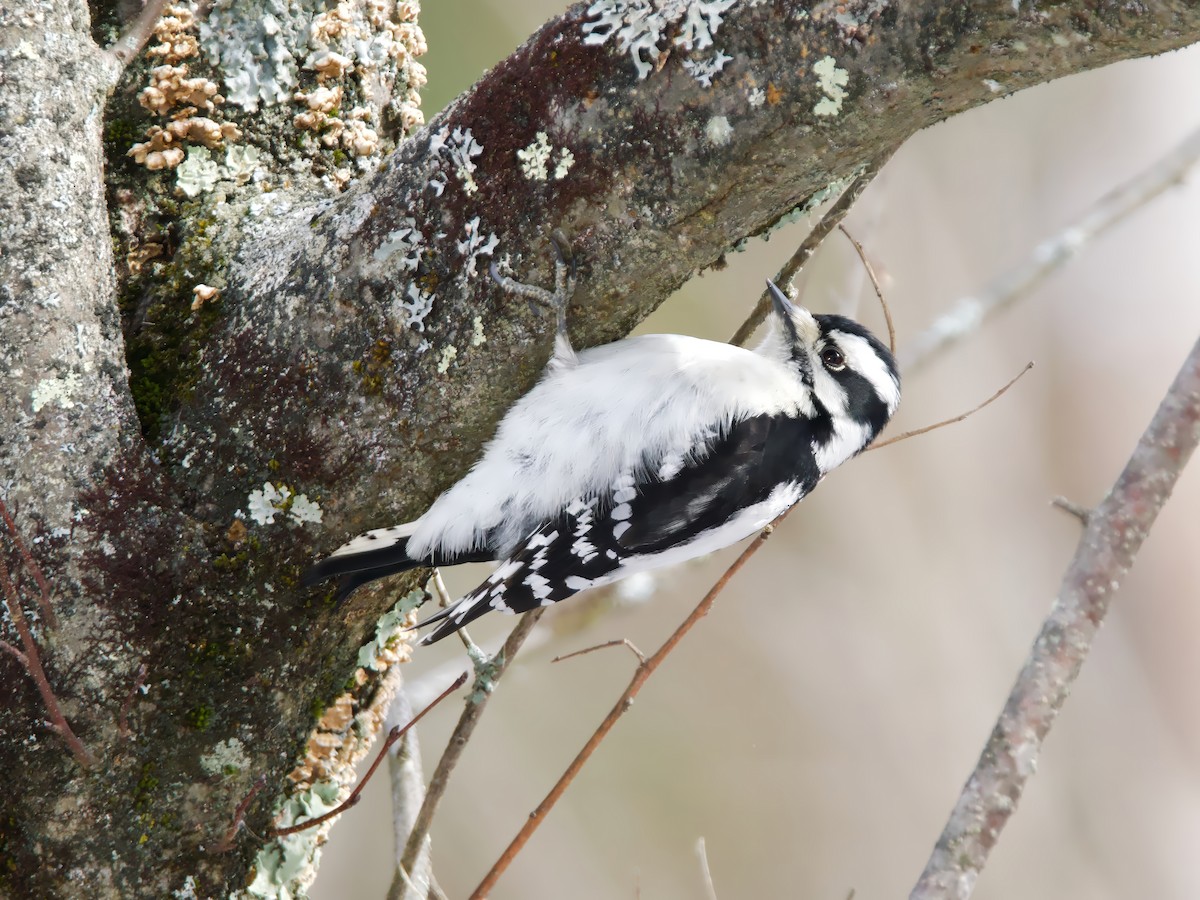 Downy Woodpecker - ML646455581